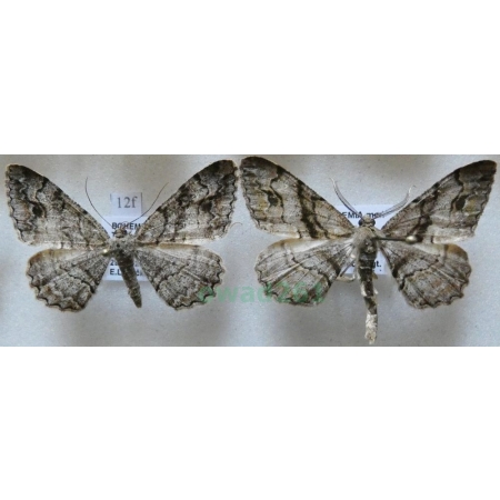 Alcis deversata (Staudinger, 1892) pair Przylepek plamiak Czech12f